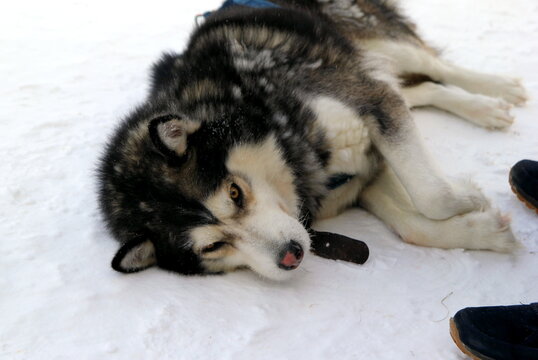 A large, fluffy Alaskan Malamute dog lies on the snow. The dog has a thick black and white coat and a relaxed expression. A person's feet are visible nearby.