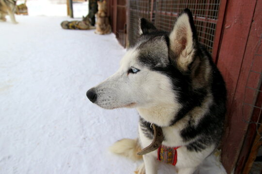 A close-up of a Siberian Husky with striking blue eyes. The dog has a black and white coat, sitting on snow near a wooden kennel.