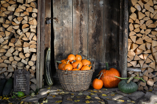 Pumpkin basket with gourds arranged beside weathered cabin doorway outdoors. Seasonal harvest composition with squash and rustic decor atmosphere
