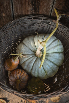 Green pumpkin in wicker basket on wooden floor in soft natural light. Autumn still life with squash and rustic harvest mood