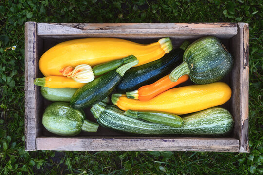 Fresh zucchini arranged in wooden crate on grass, organic vegetables composition, farm harvest concept. Green and yellow squash top view, natural texture, healthy produce