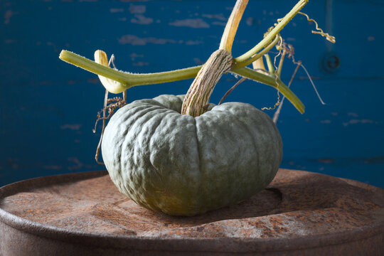 Decorative pumpkin on rusty metal surface against blue wall in soft light. Minimal autumn composition with squash and rustic seasonal styling