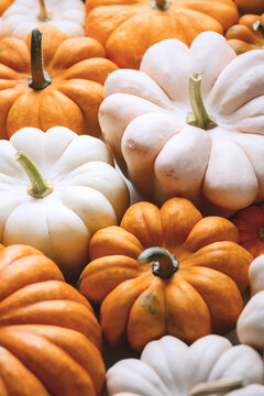 Creative background from small white decorative pumpkins Baby Boo on white background close up