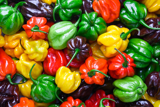 Colorful habanero peppers overlapping in dense arrangement, top view pattern. Fresh chili mix, vibrant vegetables, food background texture