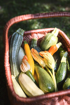 Close up of wicker basket filled with fresh different kind zucchini and squash. Aesthetic food photography