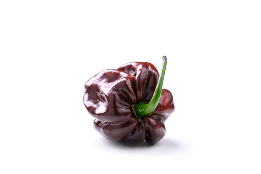 Chocolate habanero pepper isolated on white background with glossy dark brown skin and soft shadow. Spicy chili, rare variety, organic produce, minimal composition