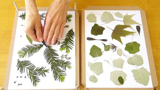 Person using tweezers to lift pressed yew sprig from plant press, place it on palm, and carry it away. Depicts analog activities, careful botanical specimen handling, and herbarium sorting process.