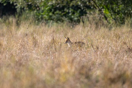 Red fox hiding in tall dry grass in natural wildlife habitat. High resolution.