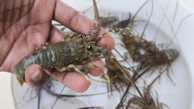 Spiny lobster held by a worker in an aquaculture facility for seafood production and marine farming.