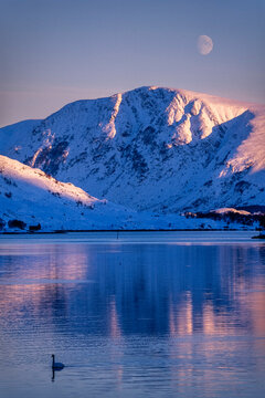 Peaceful winter scene in Ulstein, Sunnm&oslash;re, Norway. A lonely swan drifts across a glassy fjord beneath snow-covered mountains in soft evening light.