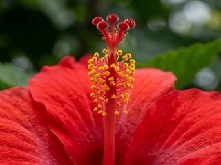 Close up of vibrant red hibiscus flower with detailed stamen. © Teguh