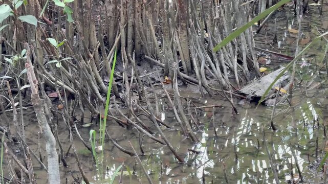 Mangrove Aerial Roots in Shallow Tidal Water, Sundarbans Bangladesh
