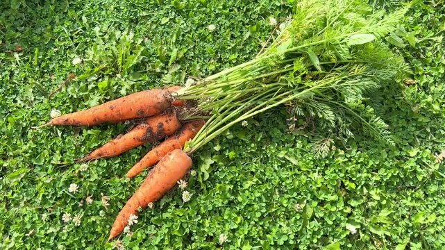 Freshly picked bundle of orange carrots resting on lush green grass, organic farming, autumn harvest, natural food.