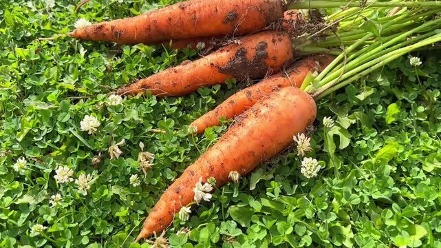 Freshly picked orange carrots lying on green grass, organic farming, autumn harvest, natural food.