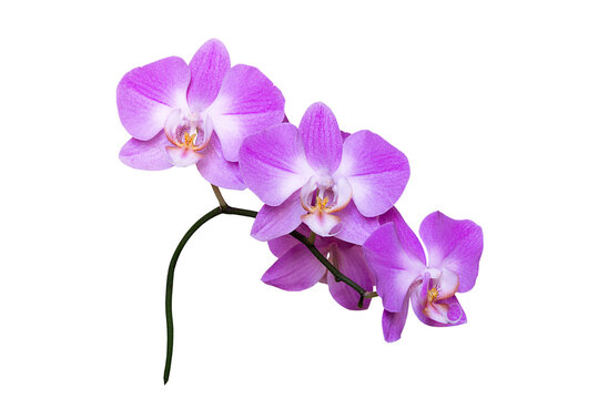 Pink orchid flowers isolated on transparent background, delicate exotic tropical blossoms with vibrant petals and elegant natural shape, botanical floral element for wedding, beauty and design