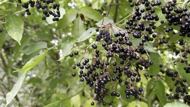Sambucus nigra, commonly known as European elder or black elderberry, is a deciduous shrub or small tree with lush green foliage and clusters of dark berries. Native to Europe and the Middle East.