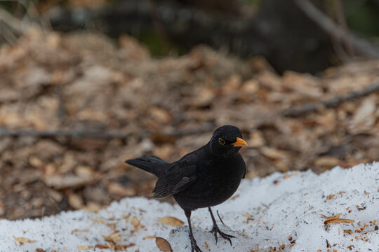 Eine Amsel im Schnee