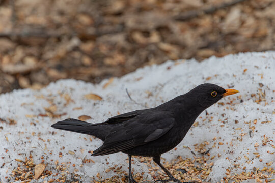 Eine Amsel im Schnee