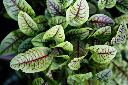 K&uuml;chenkr&auml;uter und Gew&uuml;rze aus dem eigenen Garten