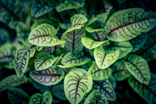 K&uuml;chenkr&auml;uter und Gew&uuml;rze aus dem eigenen Garten