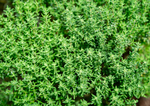 K&uuml;chenkr&auml;uter und Gew&uuml;rze aus dem eigenen Garten