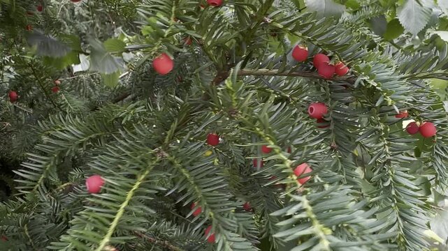 Taxus baccata, commonly known as European yew or common yew, an evergreen coniferous tree with dark green needle-like leaves and bright red arils.