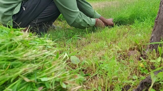 Farmer cutting fresh green grass with traditional sickle for cattle fodder outdoors
