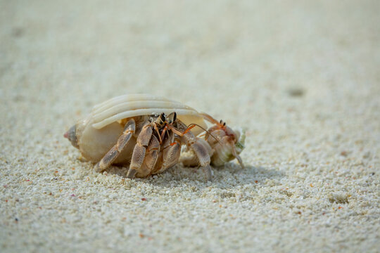A hermit crab crawls across white sand on a beach, Baa Atoll, Soneva Fushi, Maldives