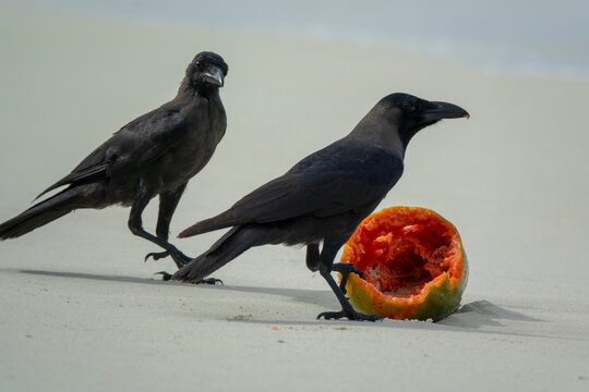 Two crows peck at a hollowed papaya on a sandy beach, Baa Atoll, Soneva Fushi, Maldives
