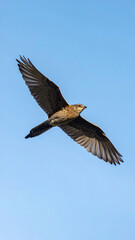 Obraz premium A majestic bird soars through a clear blue sky, capturing the essence of freedom and serenity. This highresolution nature shot, with no people, symbolizes growth and hope. Ideal for projects.
