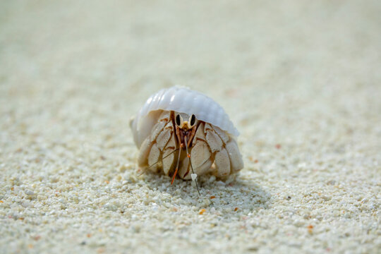 A hermit crab peeks out of its shell on a sandy beach, Baa Atoll, Soneva Fushi, Maldives