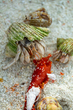 Several hermit crabs gather around a fallen red flower on the sand, Baa Atoll, Soneva Fushi, Maldives