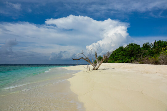 Bare driftwood branches rise from a white sand beach beside a turquoise lagoon, Baa Atoll, Soneva Fushi, Maldives