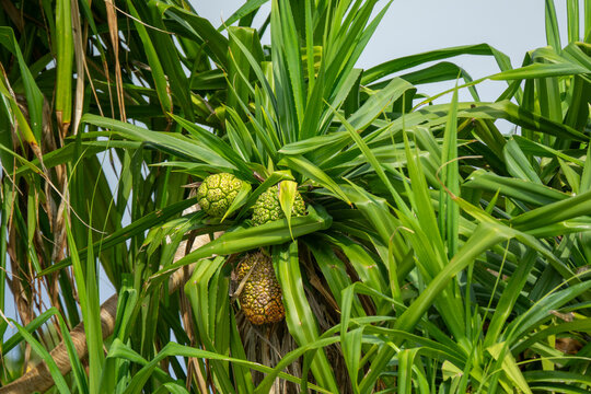 Pandanus fruit clusters hang among green leaves on a screwpine tree, Baa Atoll, Soneva Fushi, Maldives