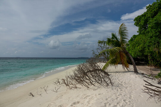 A leaning coconut palm overhangs a quiet beach along the turquoise ocean, Baa Atoll, Soneva Fushi, Maldives