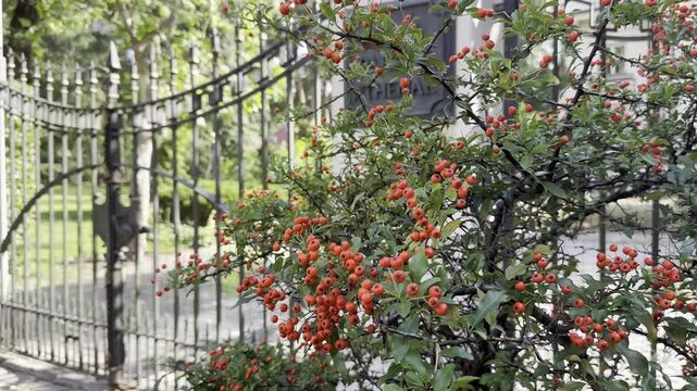 Himalayan firethorn (Pyracantha crenulata), a thorny evergreen shrub with clusters of bright orange-red berries growing in front of vintage wrought iron gates.
