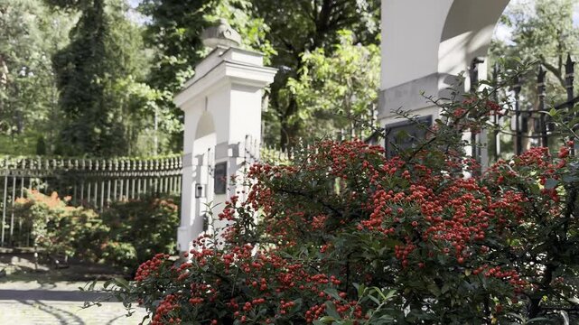 Himalayan firethorn (Pyracantha crenulata), a thorny evergreen shrub with clusters of bright orange-red berries, growing in front of vintage white gates.