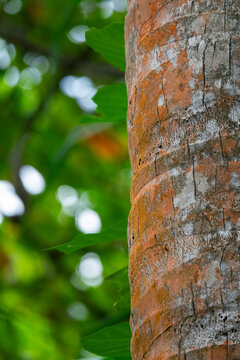 Textured bark covers a tree trunk surrounded by blurred green foliage, Baa Atoll, Soneva Fushi, Maldives