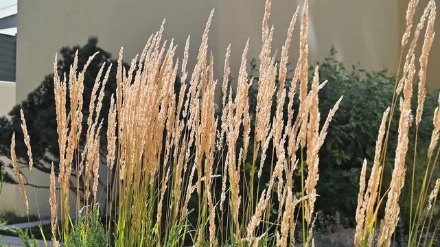 Golden grass displays a rhythmic movement as it sways in the breeze. The setting features soft tones in the background, enhancing the natural beauty of the scene