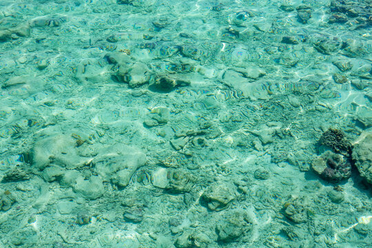 Coral formations lie beneath clear shallow water near the shore, Baa Atoll, Soneva Fushi, Maldives