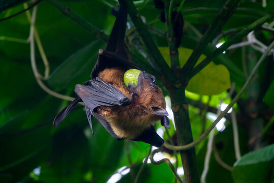 Close-up of a fruit bat's face as it bites into a piece of fruit, Baa Atoll, Soneva Fushi, Maldives