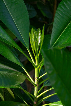 New leaves unfurl at the tip of a frangipani plant, Baa Atoll, Soneva Fushi, Maldives
