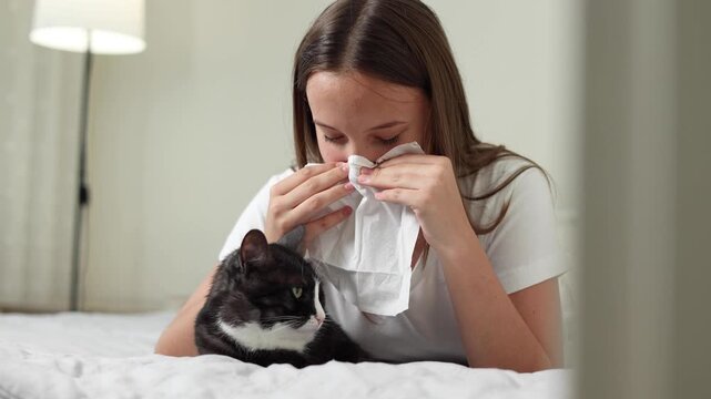 Allergy to pet fur with sneezing and cat at home, respiratory allergy concept