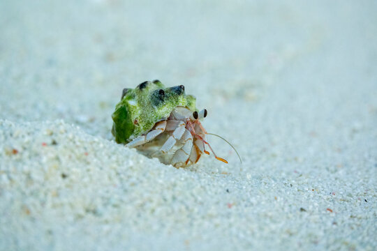 A hermit crab peeks out from beneath the white sand, Baa Atoll, Soneva Fushi, Maldives