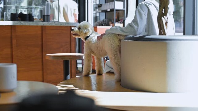 A dog is standing on a table in a bright cafe, looking around. There is a person in the background, and sunlight creates shadows on the surface
