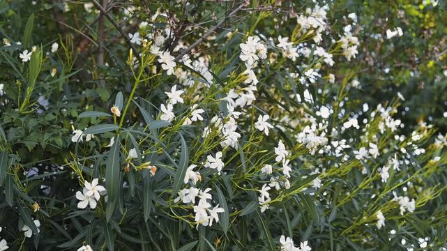 A collection of white flowers blooms among green foliage in a garden. The flowers sway gently, showcasing their delicate structure and the surrounding greenery