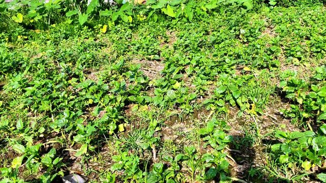Basella alba commonly known as Malabar spinach or Puishak in Bengal, is a nutritious green leafy vegetable and a traditional remedy used in herbal medicine.