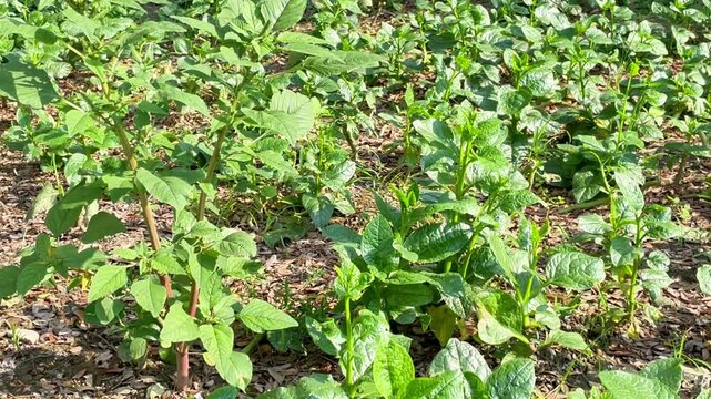 Basella alba commonly known as Malabar spinach or Puishak in Bengal, is a nutritious green leafy vegetable and a traditional remedy used in herbal medicine.