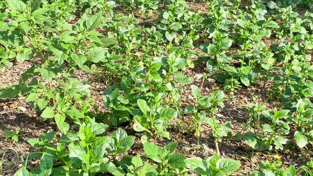 Basella alba commonly known as Malabar spinach or Puishak in Bengal, is a nutritious green leafy vegetable and a traditional remedy used in herbal medicine.