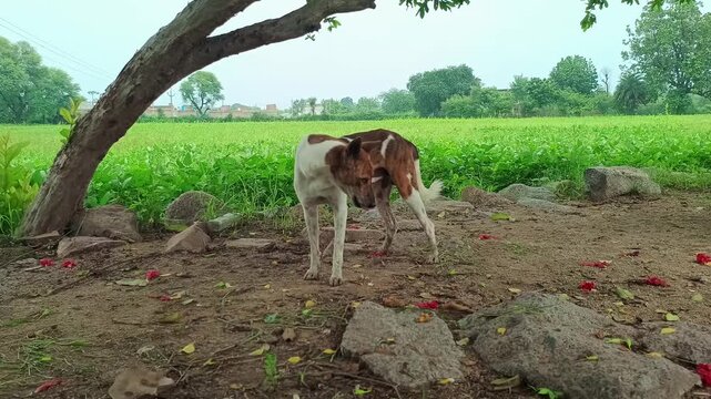 Indian pariah dog standing under tree shade near green agricultural field in rural village